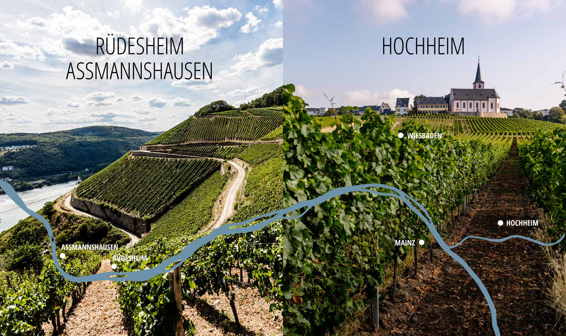 Weinberge der Weinlagen Hochheim, Rüdesheim und Assmannshausen